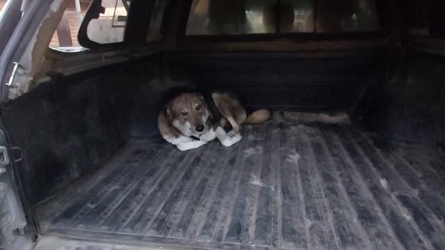 Перешли на сухой корм смотреть онлайн