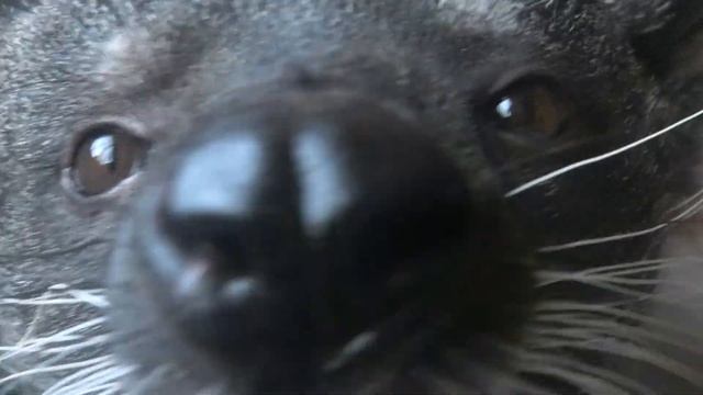 С новосельем Белла! Вкусный подарок Бинтуронгам! Happy housewarming, Bella! A gift to the Binturong смотреть онлайн