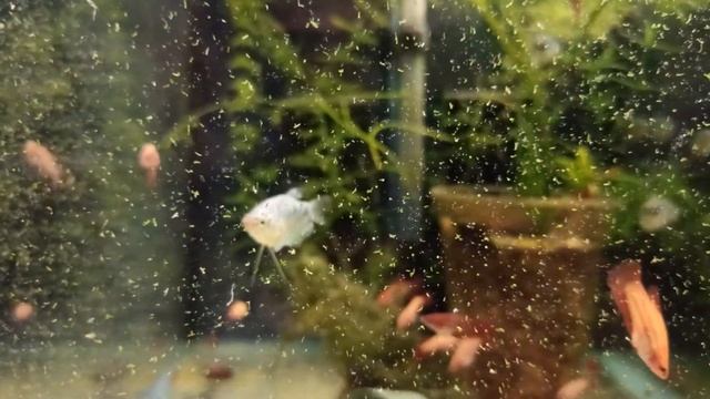 БОРЬБА С ГИДРОЙ В АКВАРИУМЕ — УСПЕШНЫЙ УСПЕХ! ГИДРА 3 ЧАСТЬ