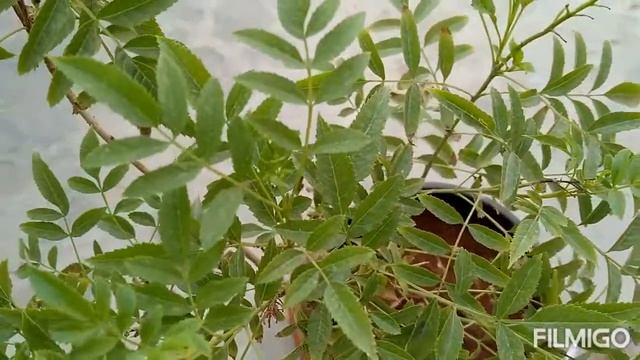 How To Grow Tecoma From Seeds I How To Grow Tecoma Plant From Cutting / Ticoma Plant All Care Tips
