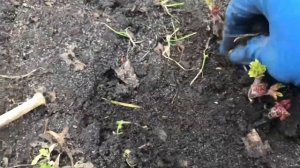 Дельфиниумы новозеландские. Первые весенние работы. Обрезка и подкормка. 26.03.23