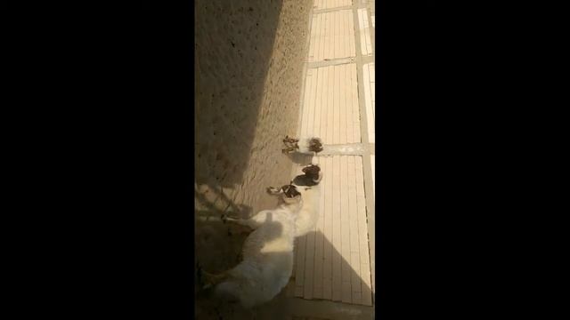 #lookanimals#Kuwait #animals  Kuwait Beast Battle   कुवैत के जानवर की खतरनाक लड़ाई
