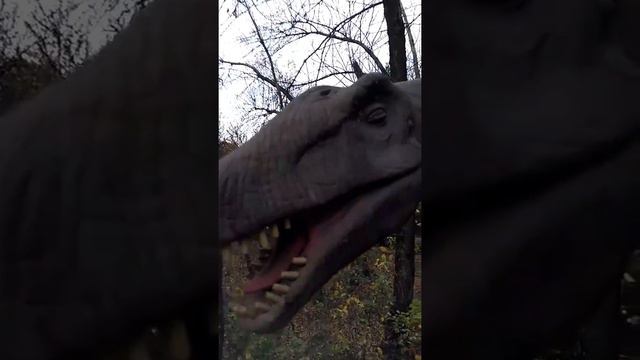 Сафари парк Краснодар смотреть онлайн