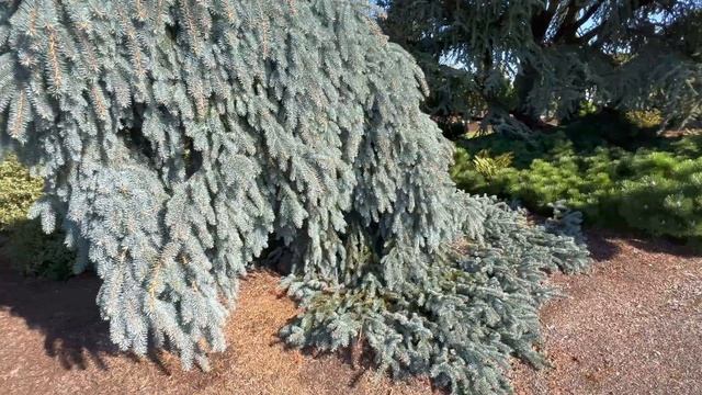 Conifer Garden Tour Jean Iseli Memorial Gardens September 2022