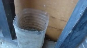 Ловушка для мух. Самая эффективная из опробованных!