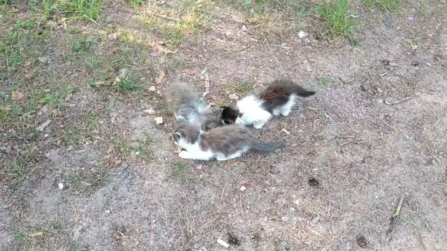 Брошенные котята. смотреть онлайн