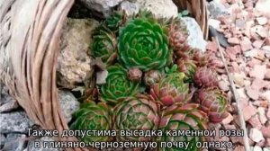 Каменная роза: посадка и уход