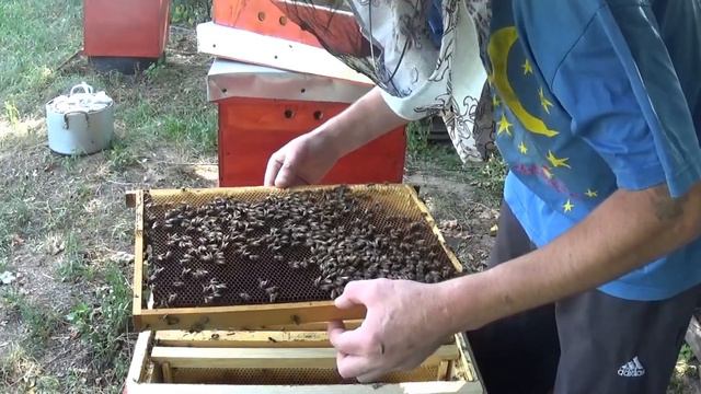 ПРОФИЛАКТИКА БОЛЕЗНЕЙ И ОСМОТР ПРОБЛЕМНОЙ СЕМЬИ. смотреть онлайн