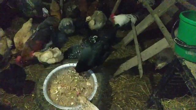 Наш день. Дискотека в сарае. Индюшку за решётку и на решётку! Не красивая, но вкусная еда на ужин. смотреть онлайн