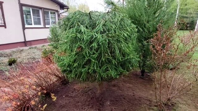 Делаю фигуры из обычных лесных елей: шар и конус. Рассказываю и показываю, как я это делаю. смотреть онлайн