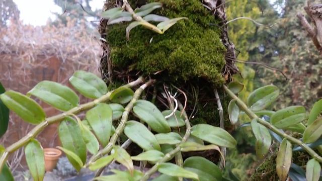 Орхидеи на блоке : ЗА и ПРОТИВ. смотреть онлайн