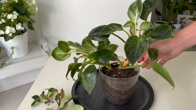 Multiply Your Birkin! ? How to Propagate Philodendron Birkin in Water and Soil смотреть онлайн