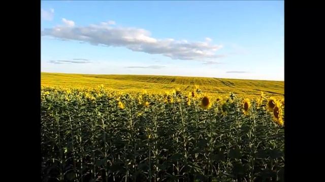 ПОДСОЛНУХИ ЦВЕТУТ. смотреть онлайн