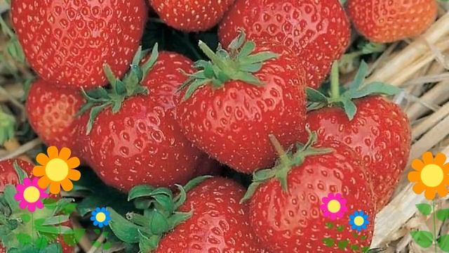 Земляника садовая Ред Гонтлет. Краткий обзор, описание характеристик, где купить саженцы смотреть онлайн