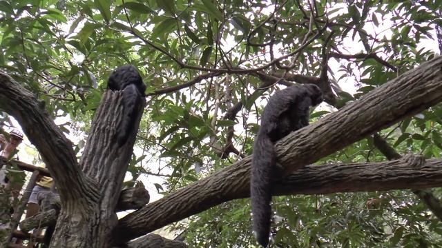 Сингапурский зоопарк смотреть онлайн