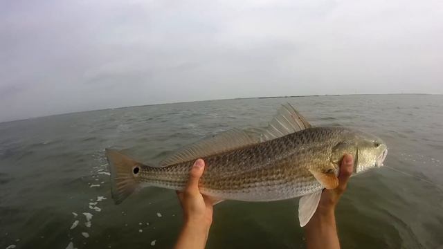 Popping Cork and Gulp Shrimp - Grass Flat Kayak Fishing смотреть онлайн