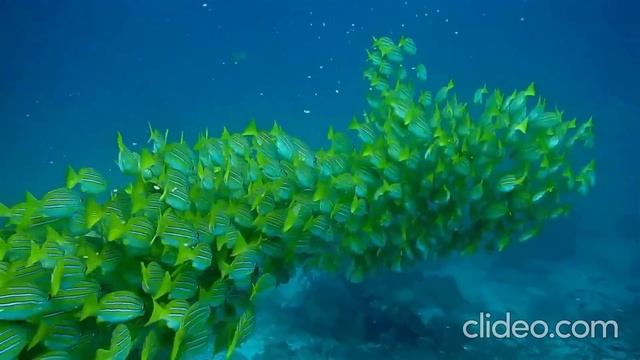 ТОВАРИЩИ БЛОГЕРЫ !!! Не рвите ".ОПУ", господа. Влог. Моё мнение. смотреть онлайн