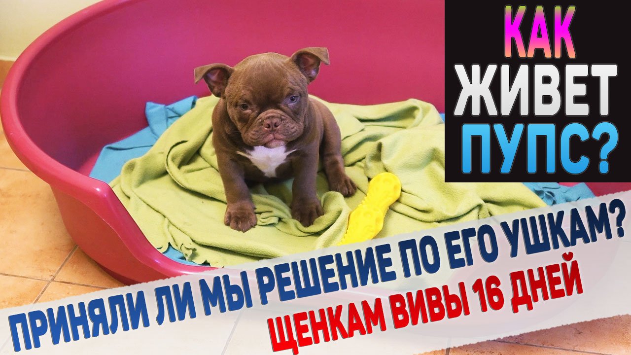 Экзотик Булли Пупс - как проводит первые дни с нами? Где живет? Что с ушами? Щенкам Вивы 16 дней. смотреть онлайн