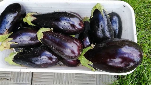 Холодный августовский день. Какие сорта баклажан отлично растут у нас в сибири? смотреть онлайн