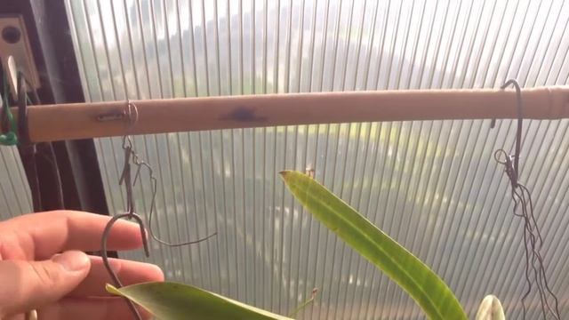 Nepenthes Carnivorous Plant :The First Nepenthes I ever owned / Easy Nepenthes for beginners смотреть онлайн