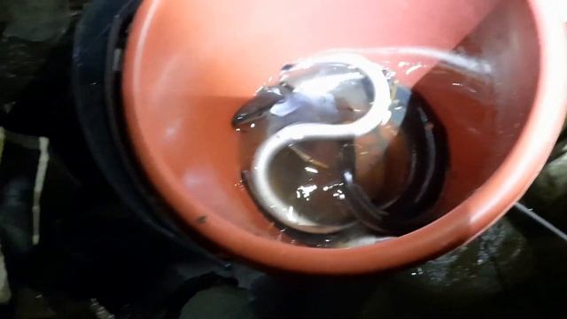 Минога.  Рыбалка на миногу.