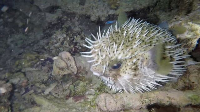 Индонезия, ночное плавание - остров Мей