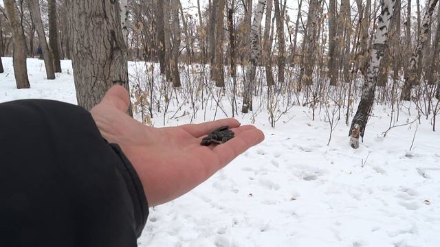 птички, синица и пухлик смотреть онлайн
