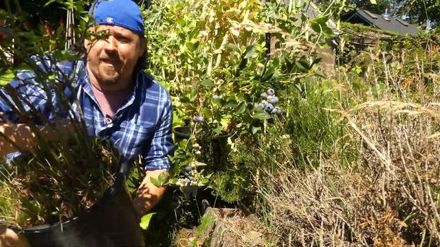 Grow Bigger Blueberries - Garden Quickie Episode 86 смотреть онлайн