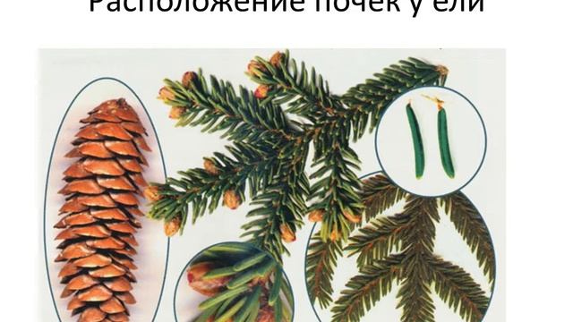 Типы (способы) ветвления растений смотреть онлайн