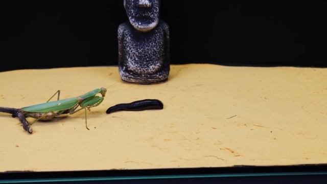 WHAT IF THE MANTIS SEES LEECH? LEECH VS MANTIS смотреть онлайн