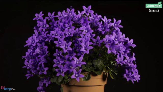 Chris Endhoven Timelapse Campanula Ambella Purple HD