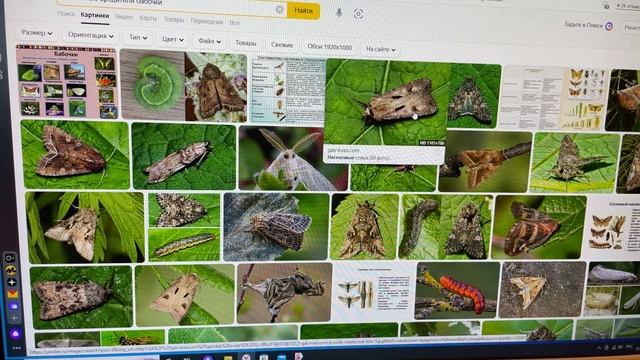 Урок 40. Инсектициды. Садово-огородные вредители. Работает ШаПКа