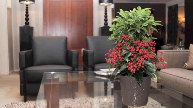 Ardisia crenata Bospremium Impression - www.ardisia.com смотреть онлайн