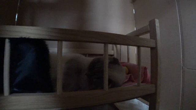 У котика Кевина новый большой дом