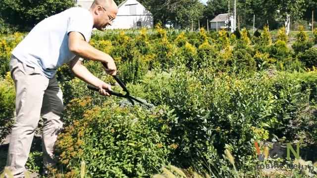 Стрижка спирея Литл Принцесс (Spiraea Japonica Little Princess)
