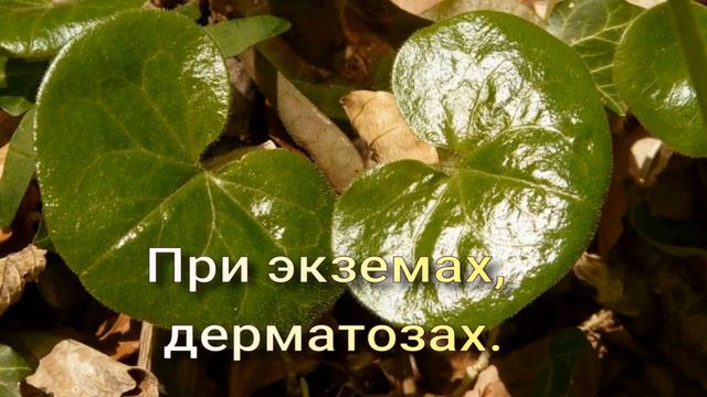 Копытень европейский смотреть онлайн