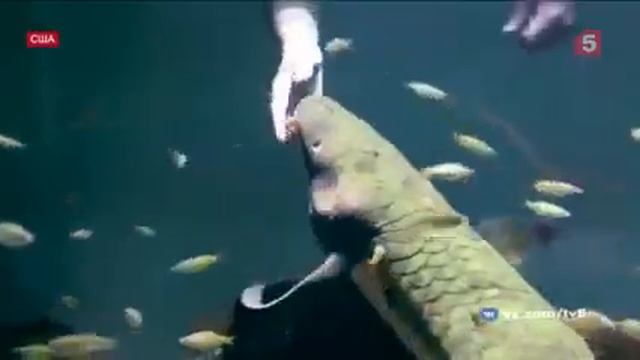 в США отмечает юбилей риба рогазуб #usa #rocazub #fishes смотреть онлайн