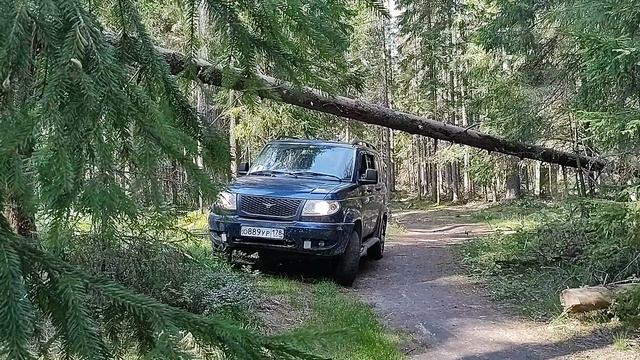 Проезд под поваленным деревом