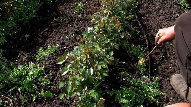 Прополка розы, рыхление, капельный полив смотреть онлайн