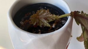 Бегония Грифон [Укоренение Листа]