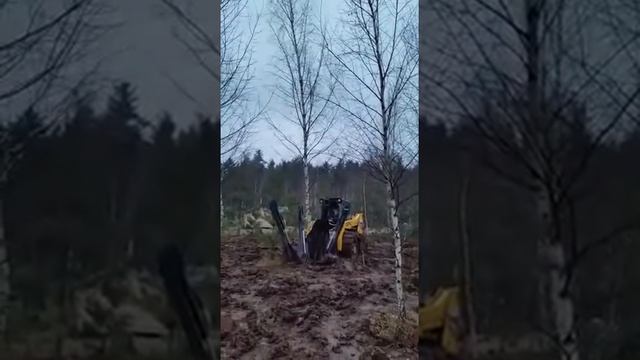 Пересадка березы 8 метров (осень 2019 г.) смотреть онлайн