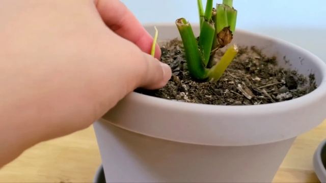 Syngonium Pink Splash Allusion 02 & 06 Part 002 | Plant Vlog 283 смотреть онлайн