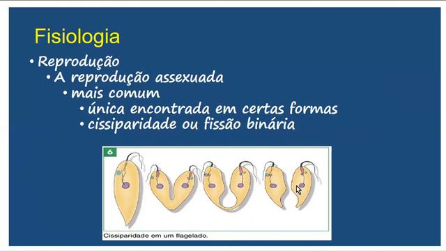 protozoários 2 смотреть онлайн