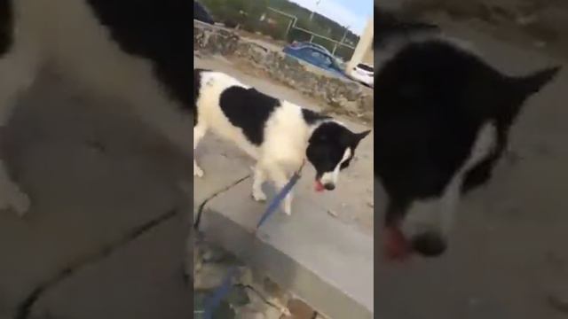 Собачка учится ходить по буму смотреть онлайн