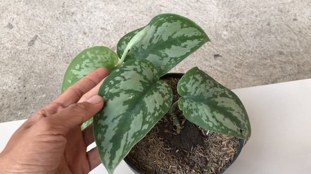 Scindapsus Pictus Exotica