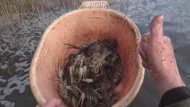 Удивительный жор ноябрьских раков ,на одном из самых красивых озер Селигера.