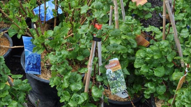 Hydrangea Petiolaris Common Name climbing hydrangea at HH Farm смотреть онлайн