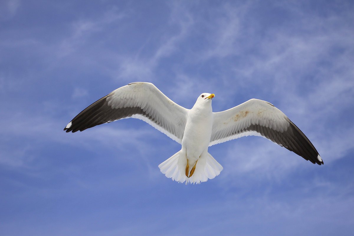 Музыка и шум моря и крики чаек для здоровья и крепкого сна смотреть онлайн