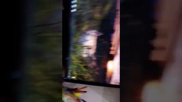 Свинка ТВ 2 выпуск карты смотреть онлайн