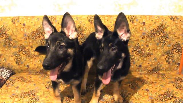 Юна и Юми. смотреть онлайн